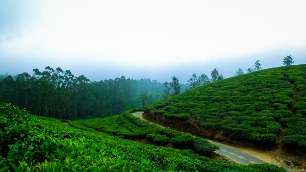 Tea Gardens