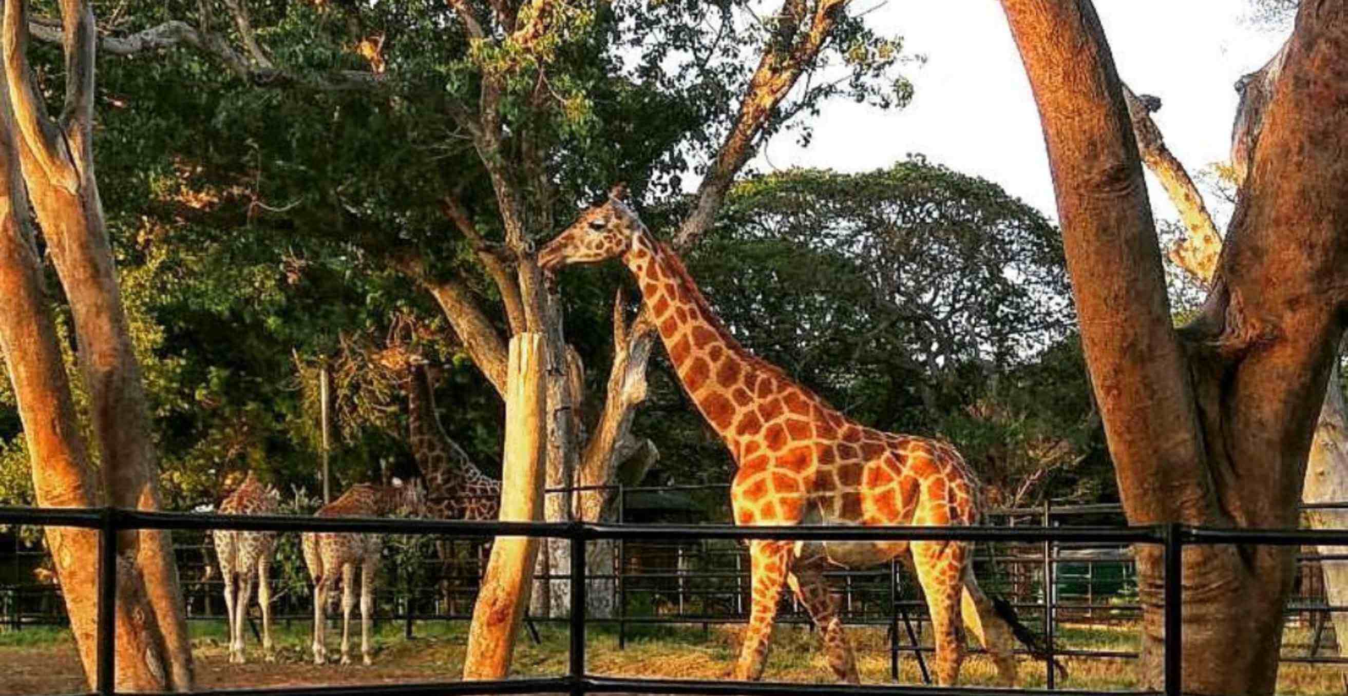 Mysore Package Image 3