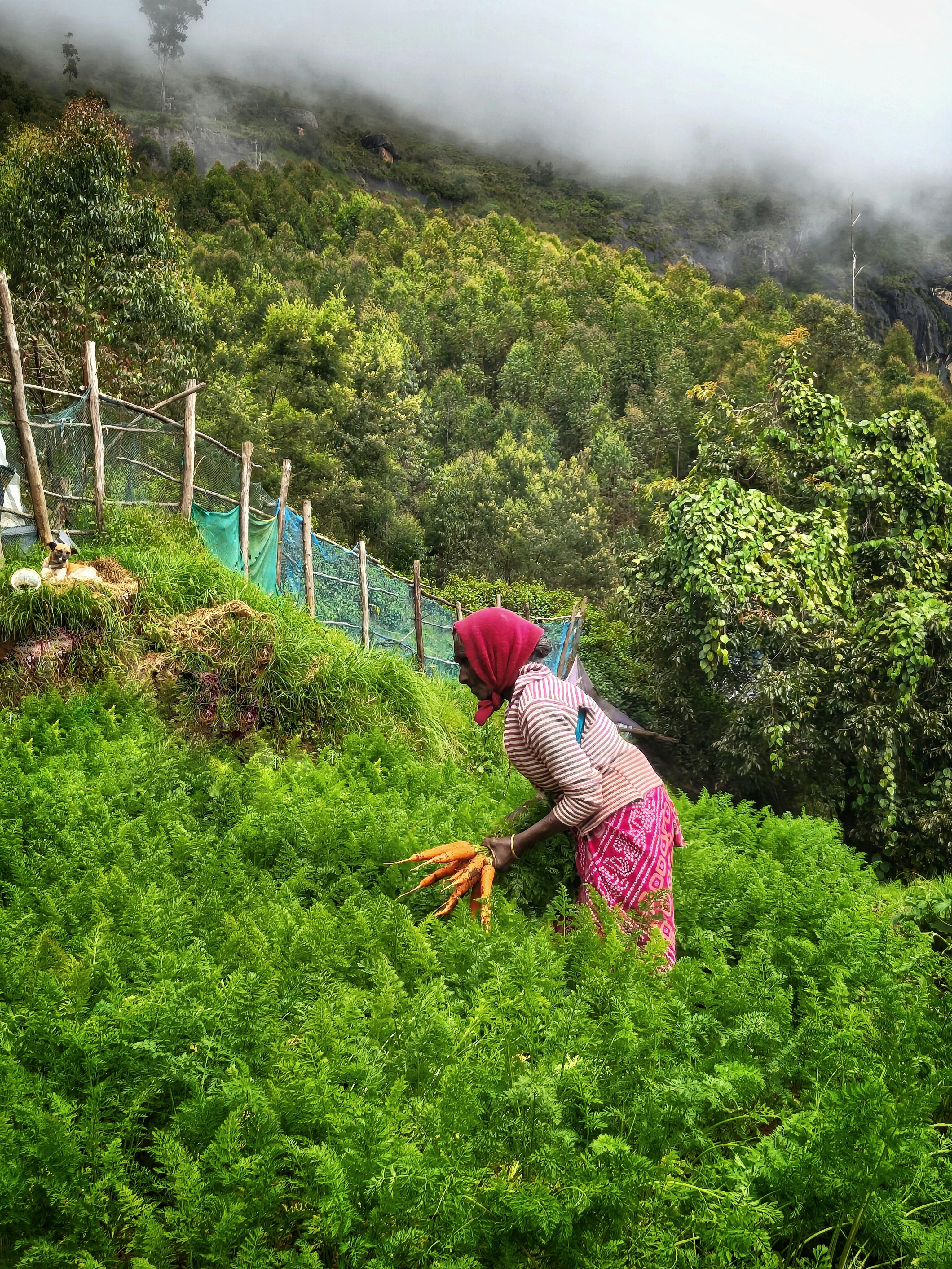 Mussorie Tour Package Image 2