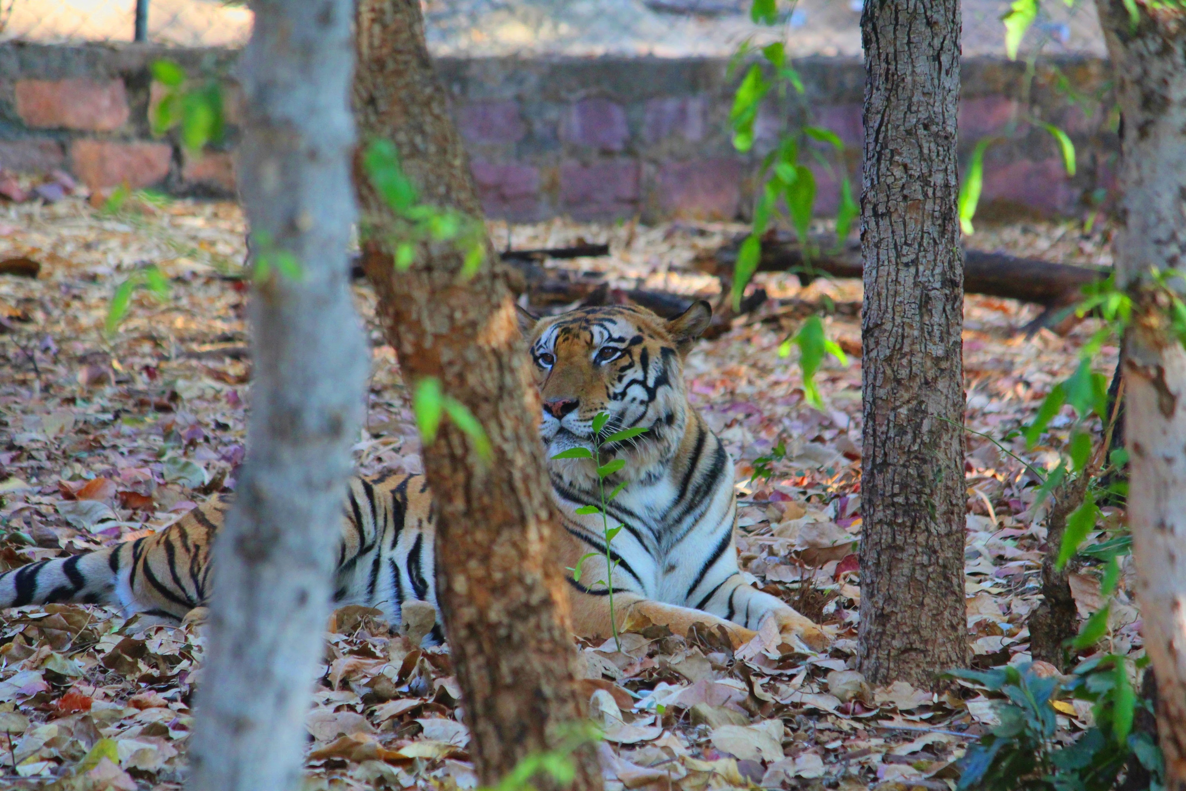 Shimla & Manali  Tour Package Image 1