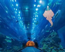 Dubai & Abudhabi Tour Package Image 4