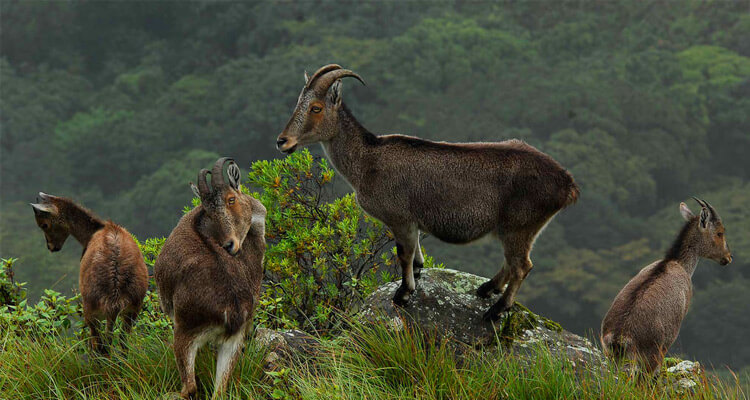 Munnar Tour Package Image 5